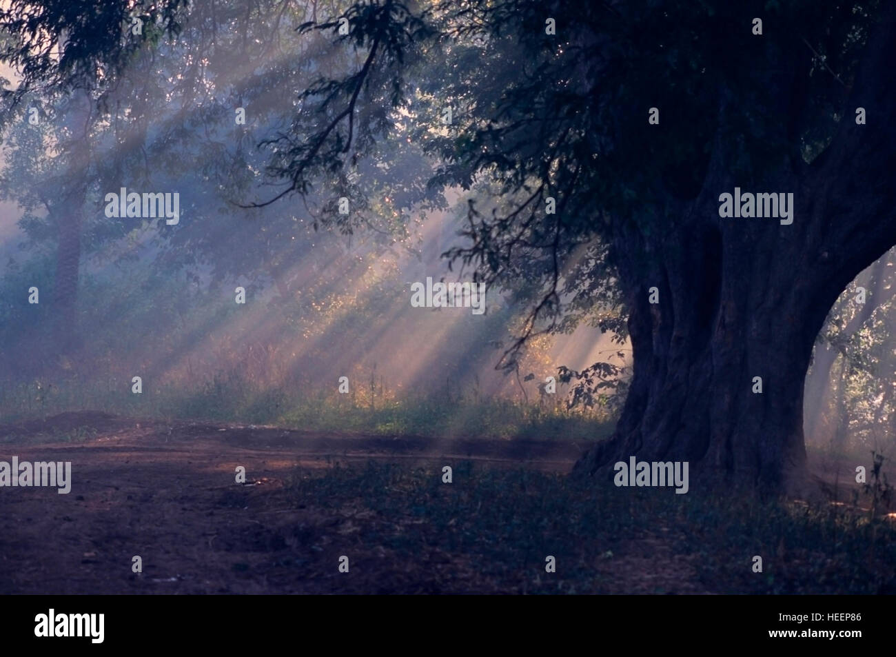 Foggy sun rays hi-res stock photography and images - Alamy