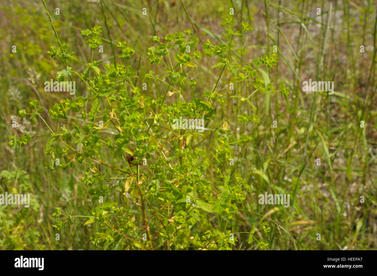 Upright Spurge, Euphorbia stricta Stock Photo
