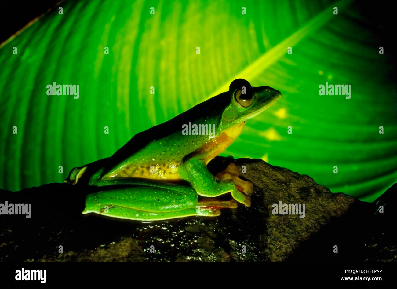Malabar Gliding Frog, Racophorous malabaricus, Amboli, South Maharashtra, India Stock Photo