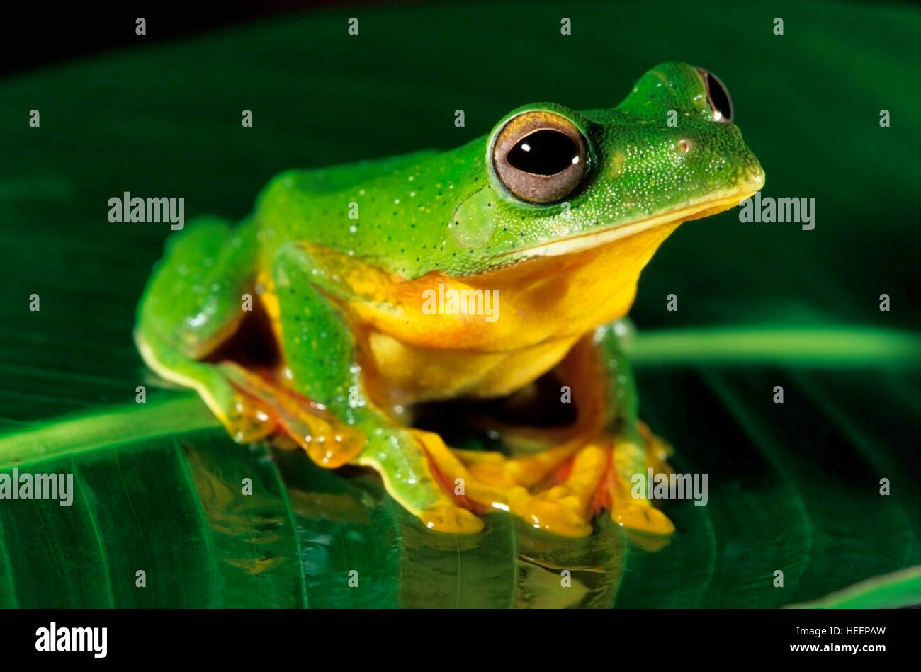 Malabar Gliding Frog, Racophorous malabaricus, Amboli, South Maharashtra, India Stock Photo