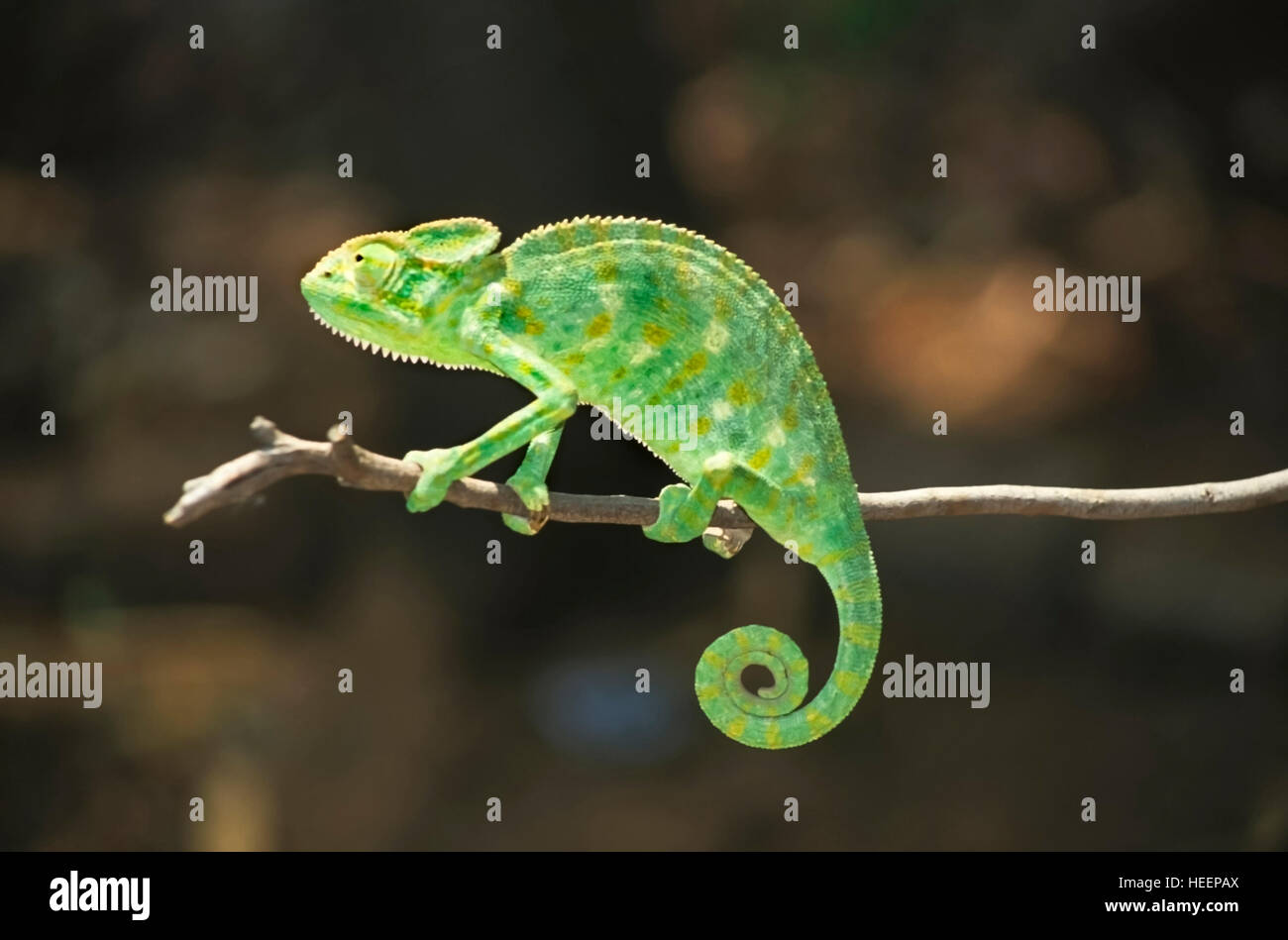 South Asian Chameleon, Chamaeleo zeylanicus, The only species found in India Stock Photo