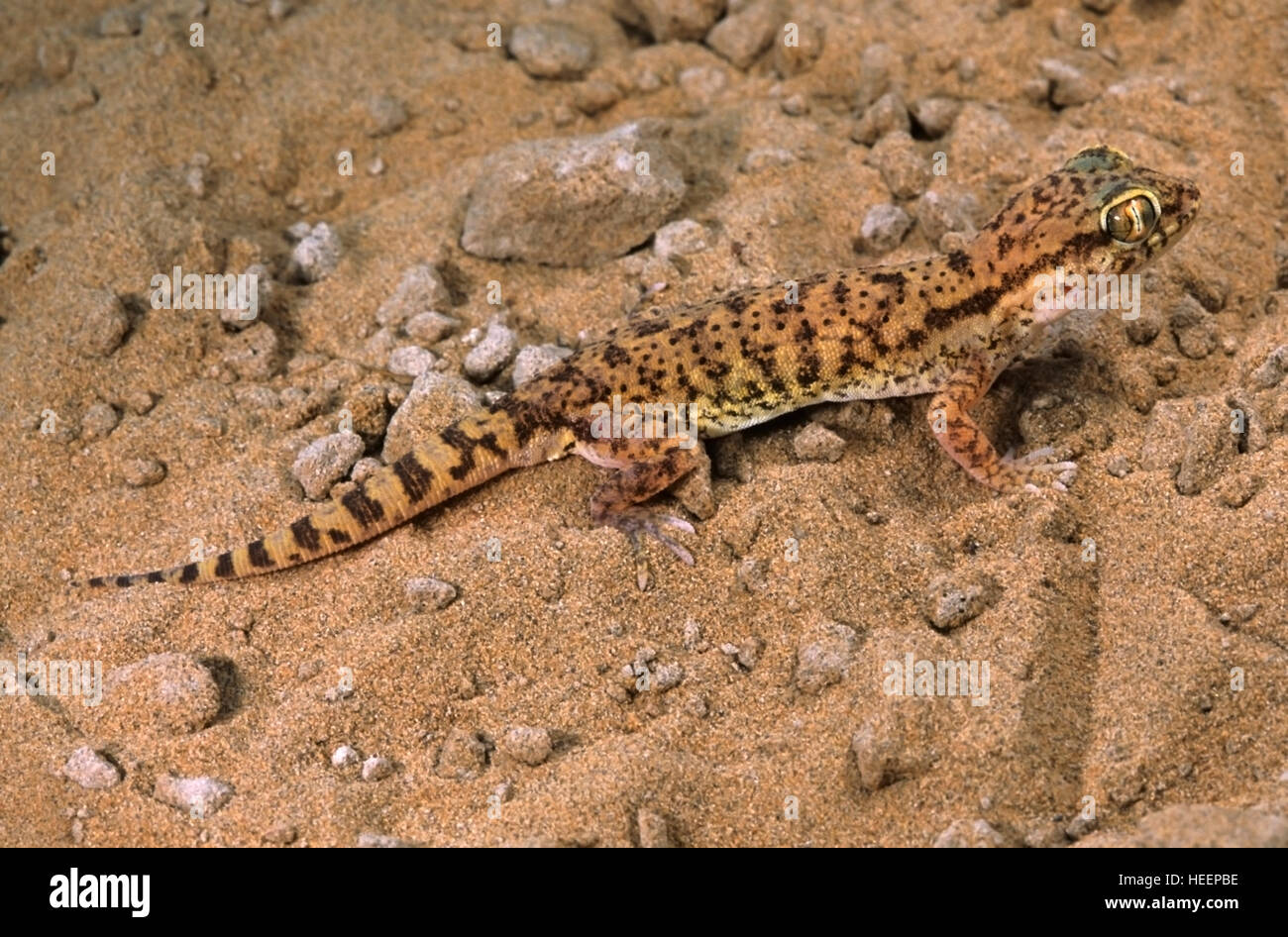 SIND SAND GECKO, Crossobamon orientalis, Rare gecko from Rajasthan