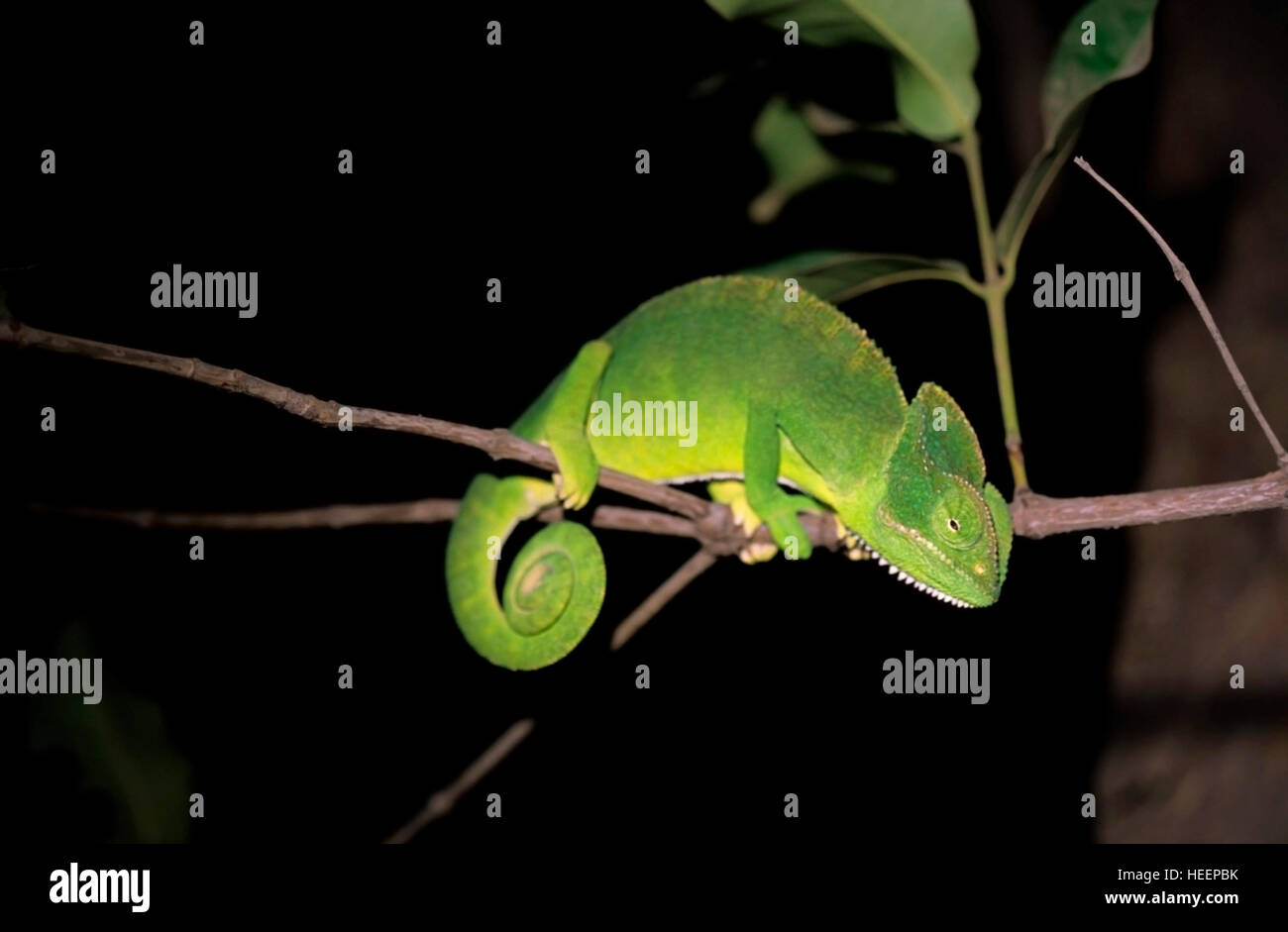 South Asian Chamaeleon, Chamaeleo zeylanicus, The only species found in India Stock Photo