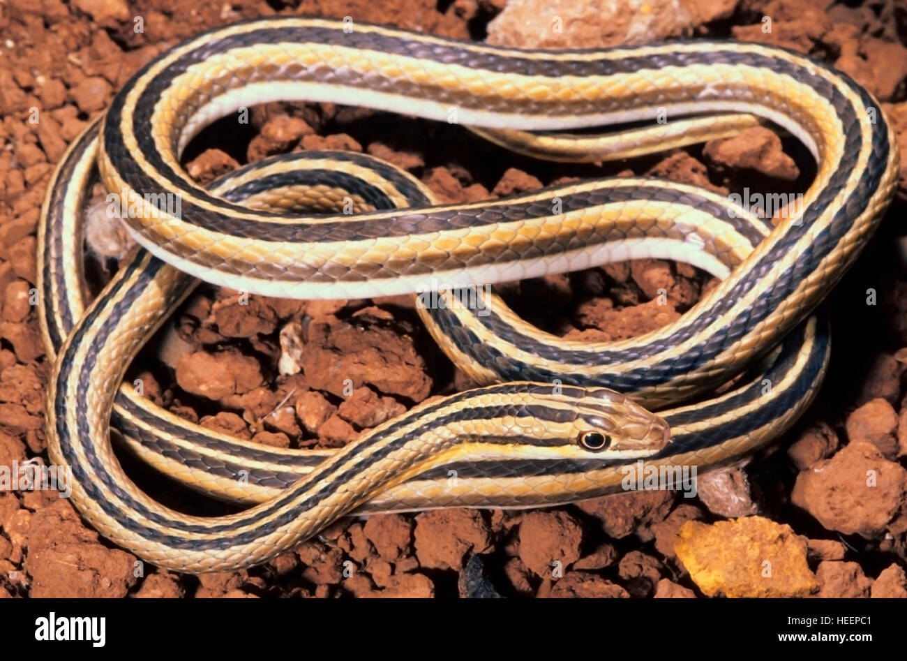LEITH'S SAND SNAKE Psammophis leithii. Entire body - coiled. Stock Photo