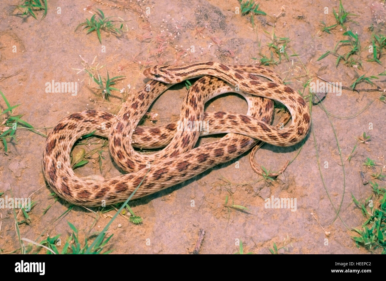 Red Spotted Royal Snake, Spalerosophis aranarius, One of the rare snake of India from Rajasthan. Stock Photo