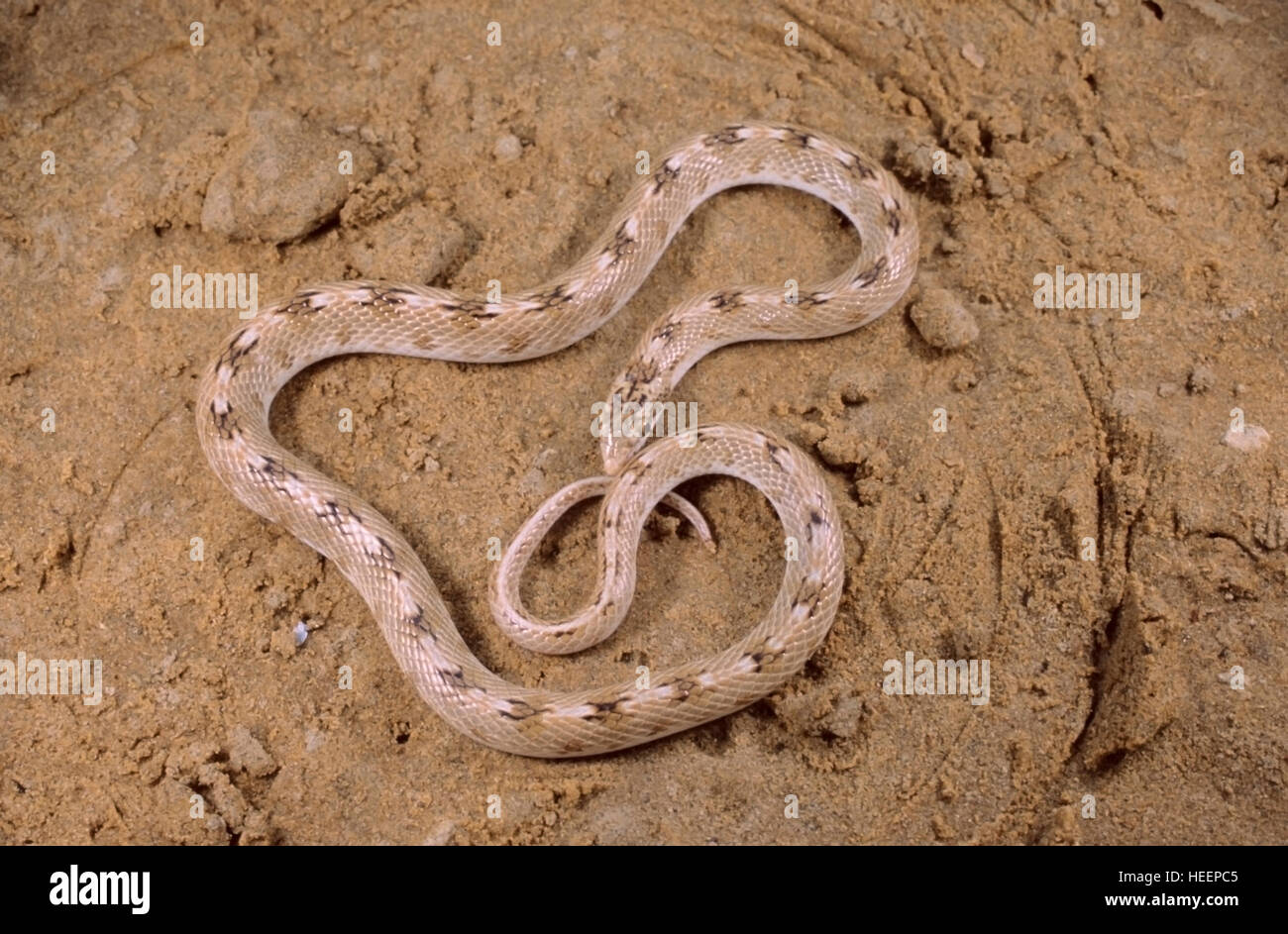 Sind Awl Headed Snake Lytorhyncus paradoxus, Very rare snake from Desert of Rajasthan, India Stock Photo