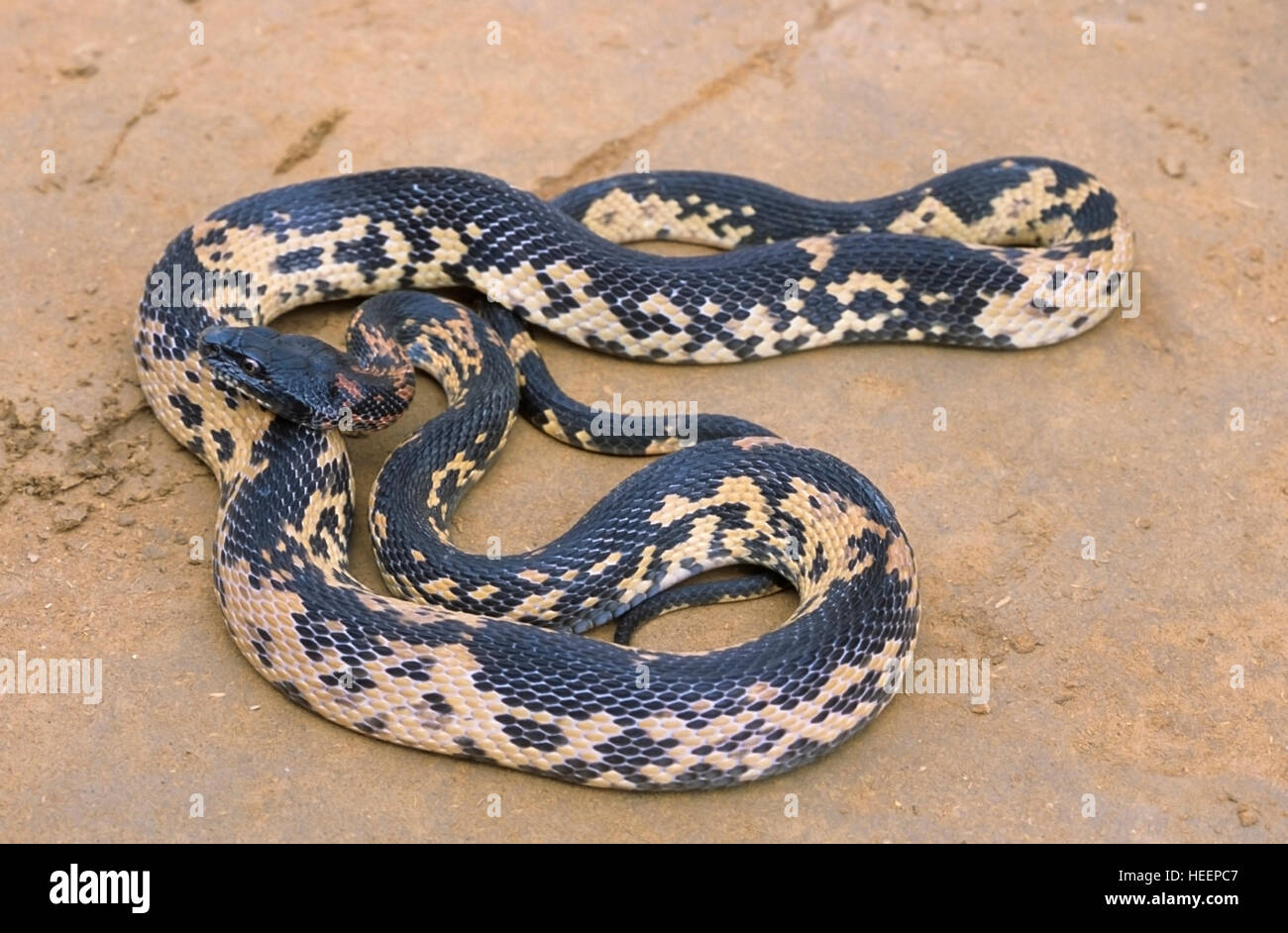 Royal Snake, Spalerosophis atriceps, North India Stock Photo