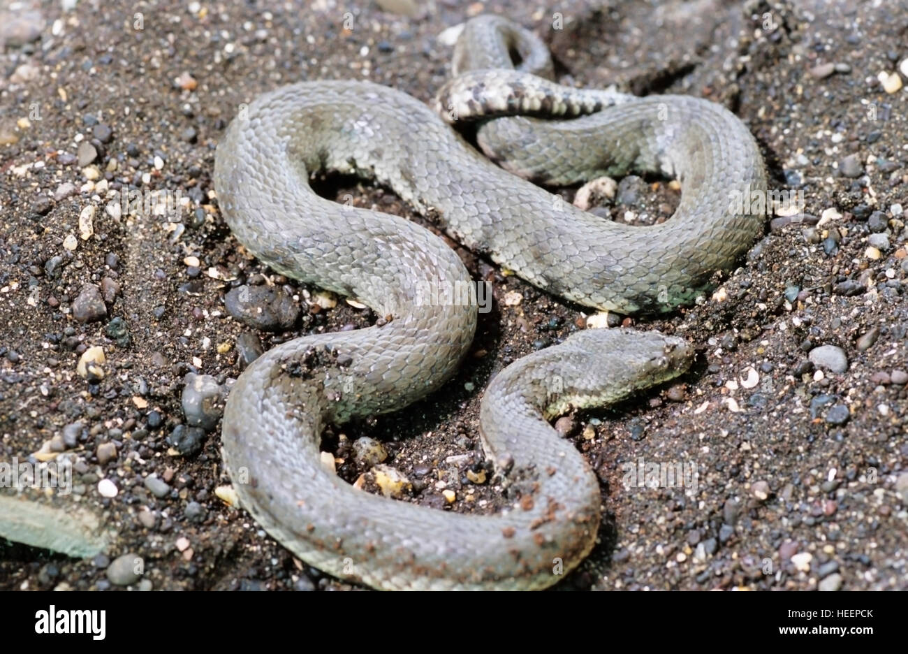 Dog-Faced Water Snake, Cereberus rhyncops Stock Photo