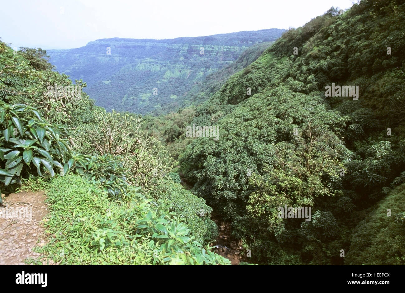 Moist deciduous forest india hi-res stock photography and images - Alamy Moist deciduous forest india hi-res stock photography and images - Alamy