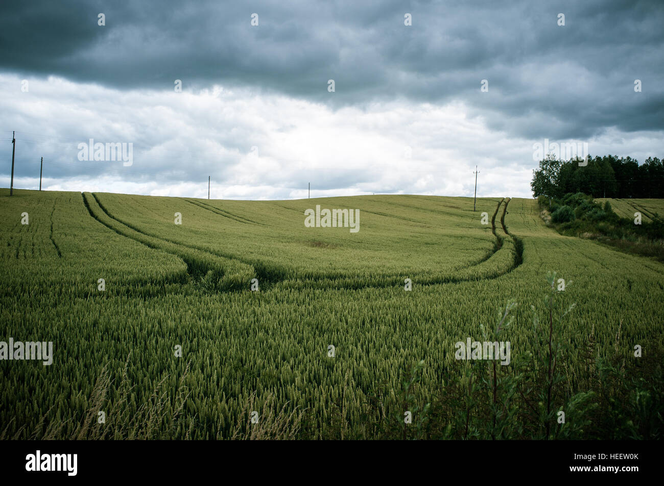Tractor tracks on green wheat field under stormy clouds Stock Photo - Alamy
