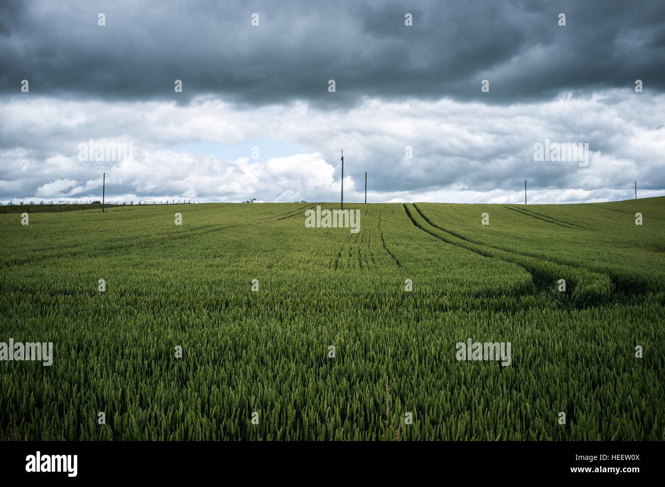 Tractor tracks on green wheat field under stormy clouds Stock Photo - Alamy