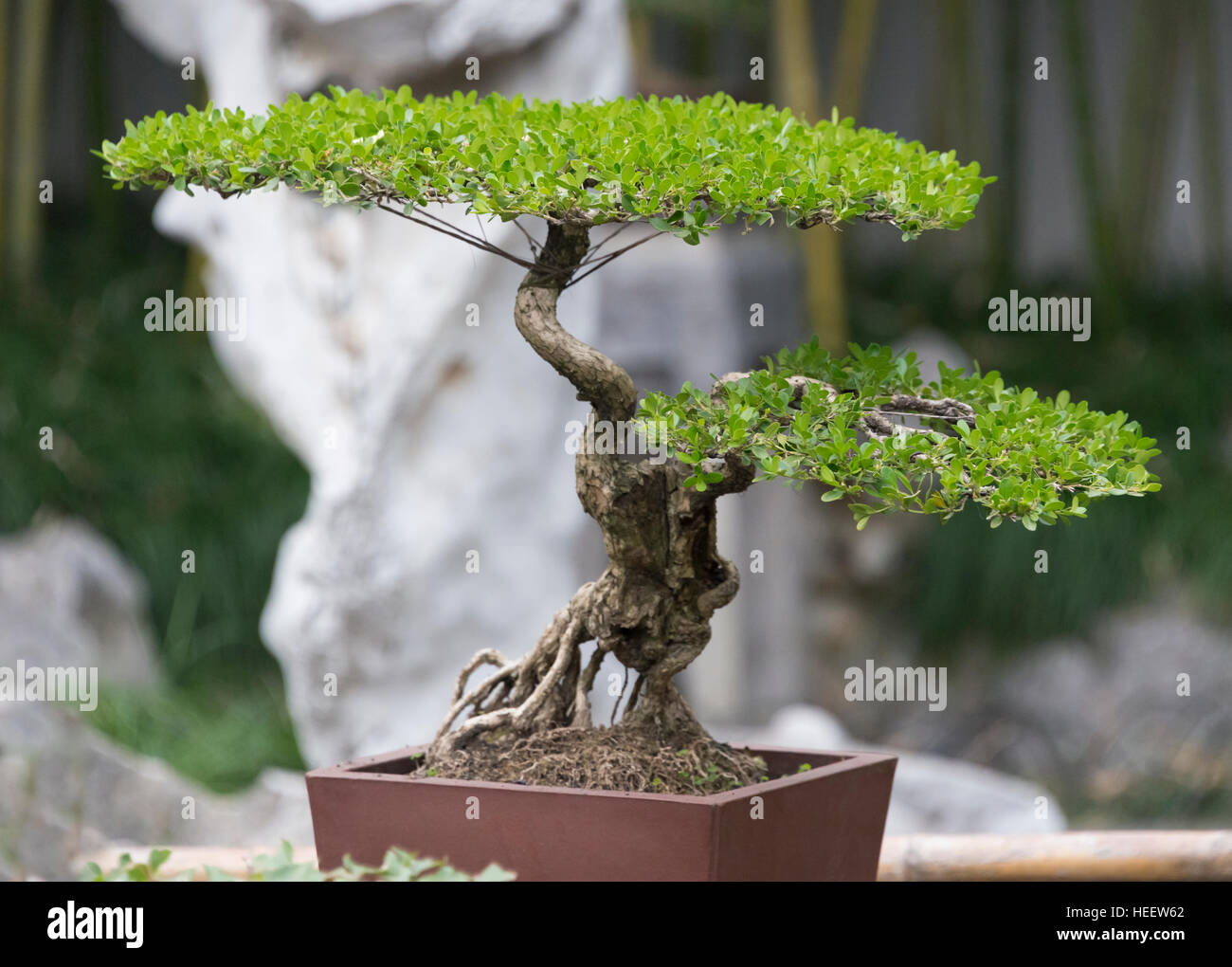 lego bonsai mae LEGO 10281