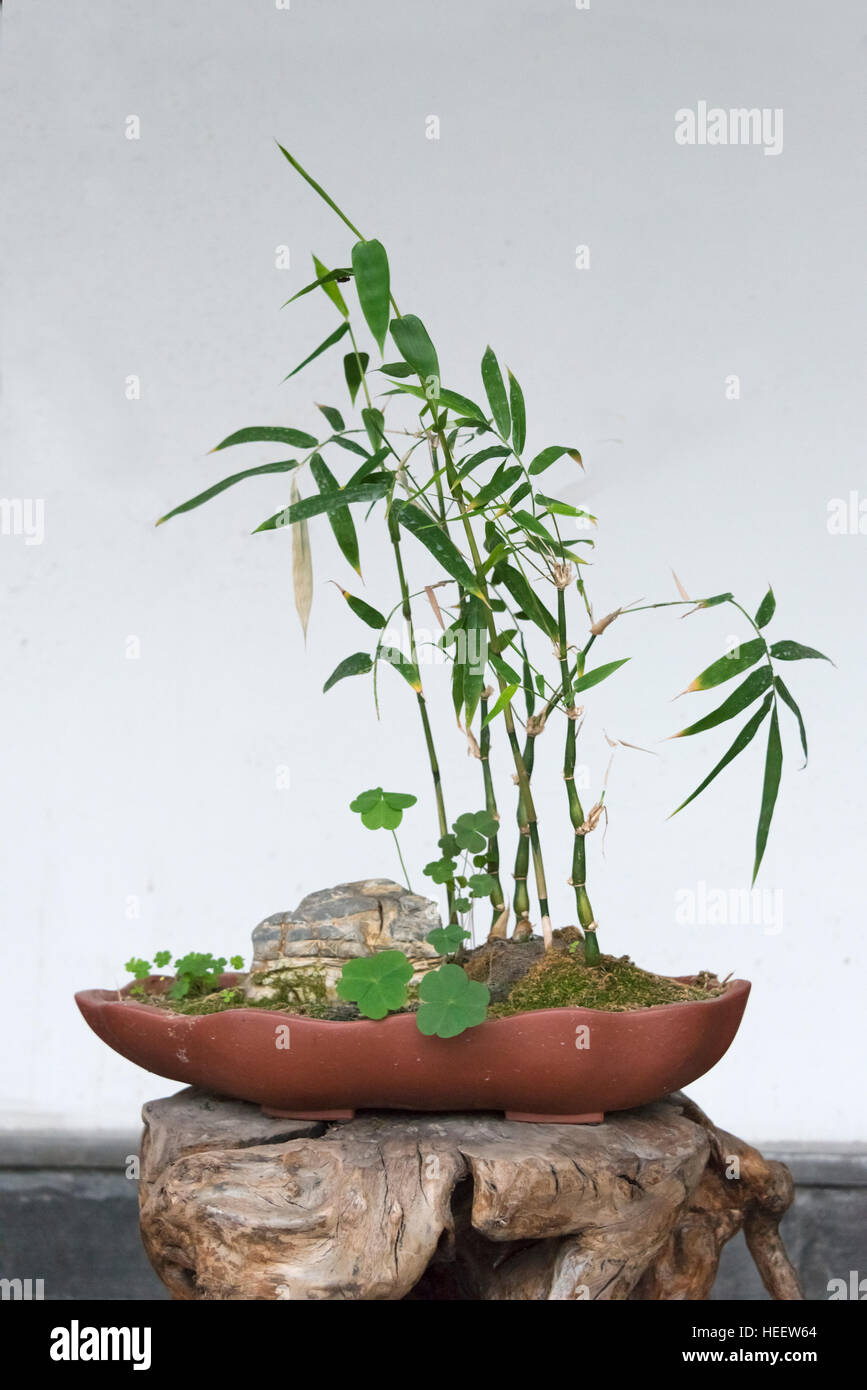Bonsai bamboo, Geyuan Garden, Yangzhou, Jiangsu Province, China Stock