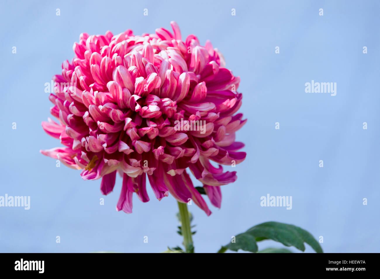 Chrysanthemum asia hi-res stock photography and images - Alamy
