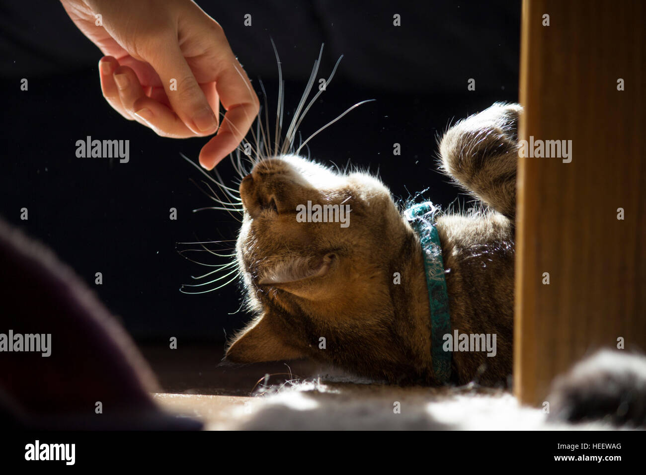 Human cat connection Stock Photo Alamy