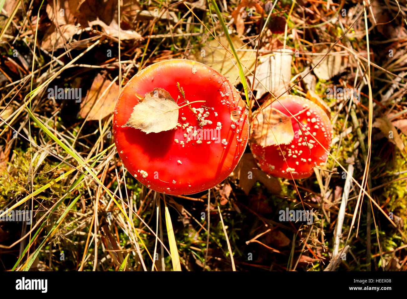 Amanita muscaria, poisonous mushrooms Stock Photo