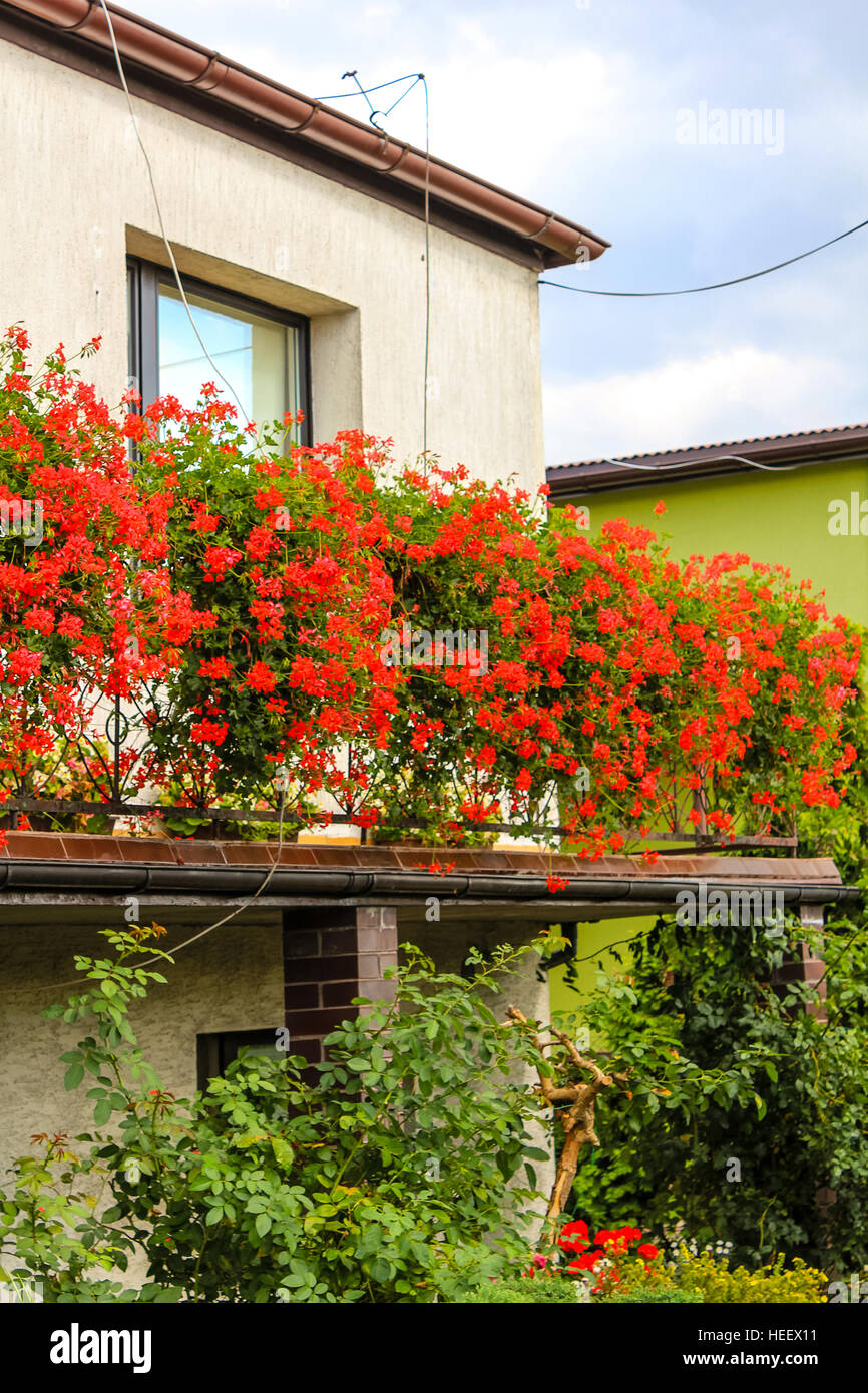 Red Geranium Flowers In Pots On The Balcony Of A Family House Stock Photo Alamy