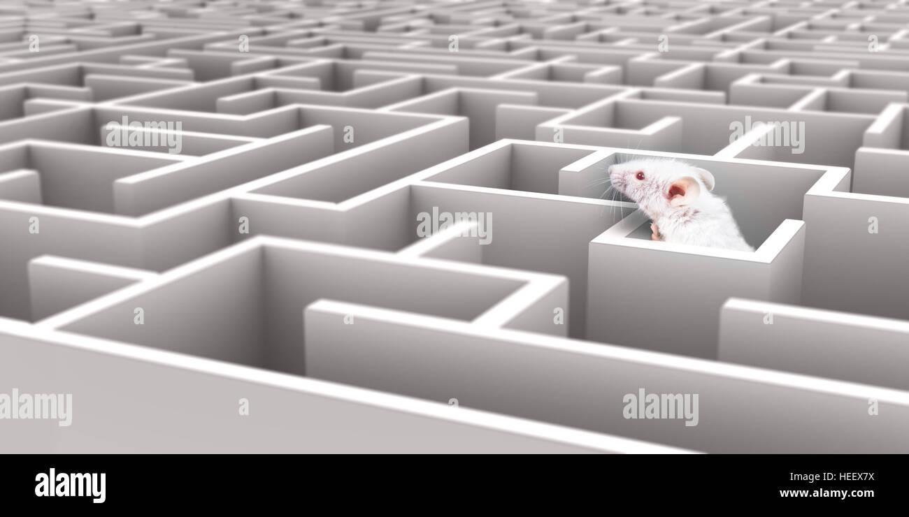 Mouse Maze High Resolution Stock Photography and Images Alamy