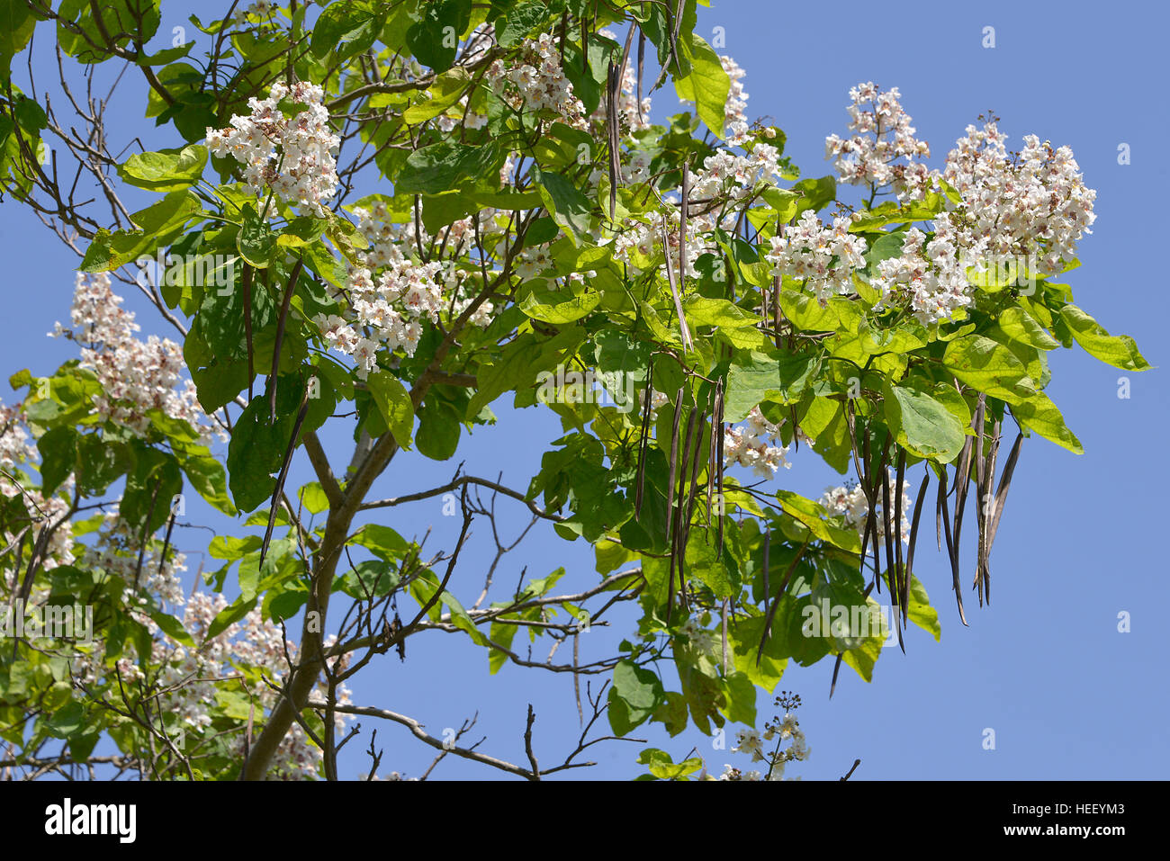 Closeup blooming Catalpa bignonioides tree and beanpods on the blue sky Stock Photo
