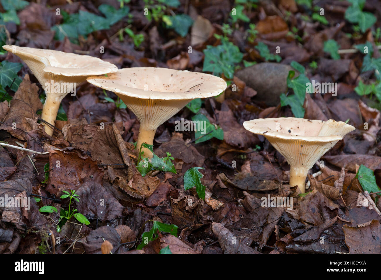 December fruiting bodies of the common funnel mushroom, Clitocybe gibba, emerging through leaf litter Stock Photo