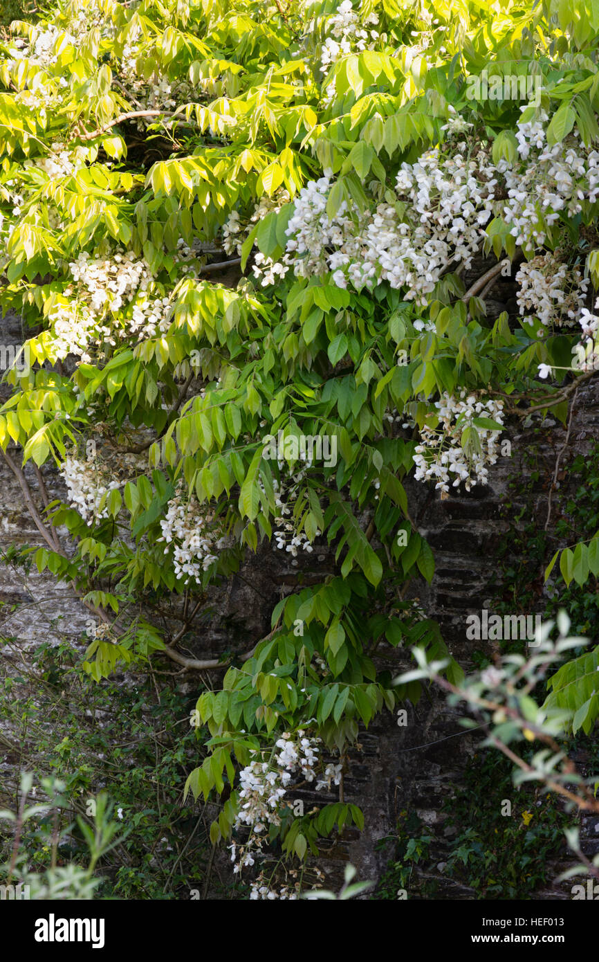 White, late May produced, hanging flowers of the Chinese white Wisteria sinensis 'Alba' Stock