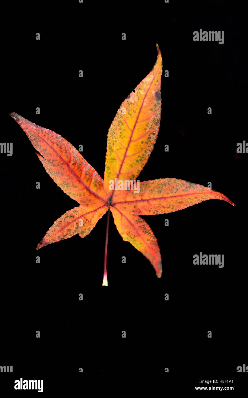 Japanese maple leaf hi-res stock photography and images - Alamy