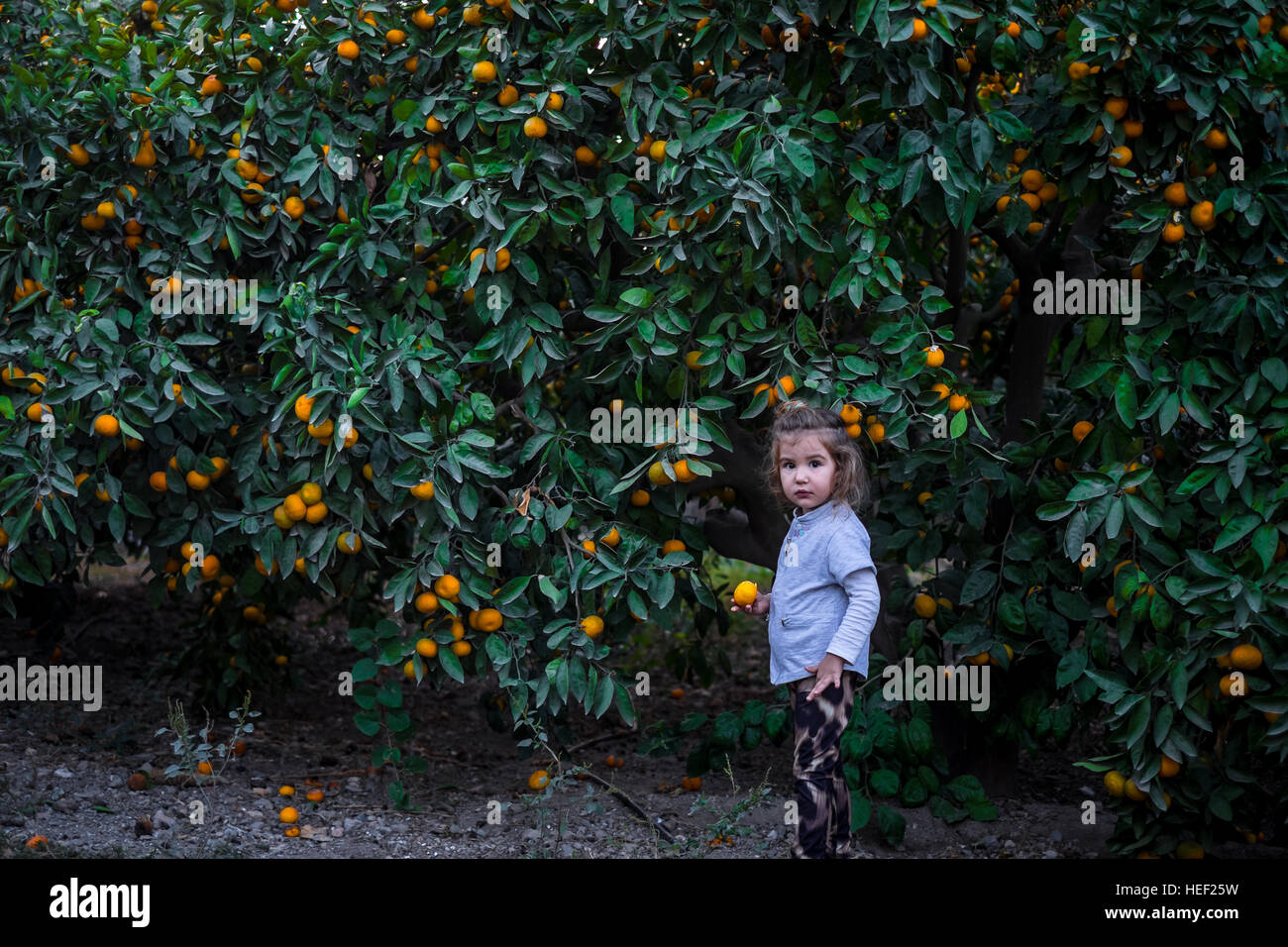 girl, mandarine, mandarin Stock Photo