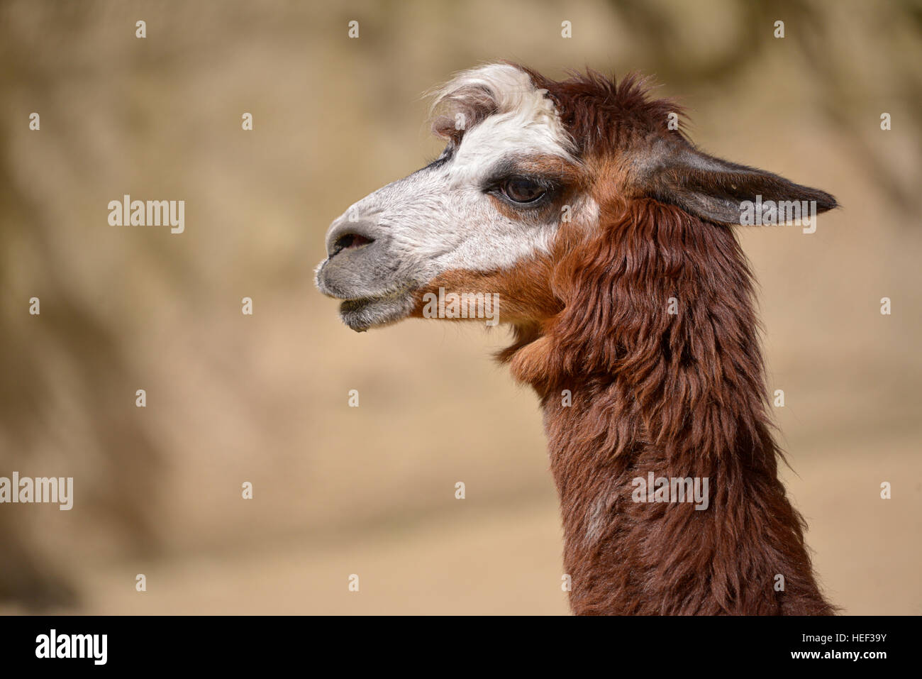 Profile portrait of brown alpaca (Vicugna pacos) Stock Photo