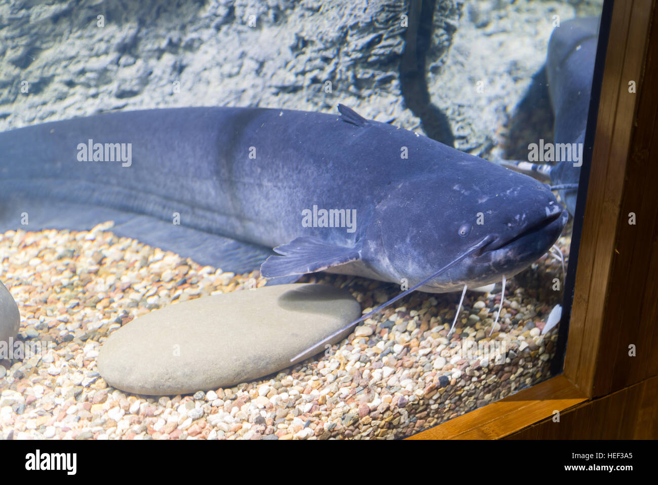Blue catfish in aquarium near glass Stock Photo