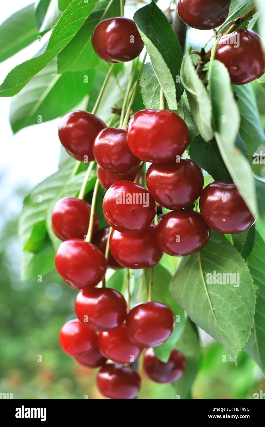 ripe sweet cherries on a tree in the garden Stock Photo