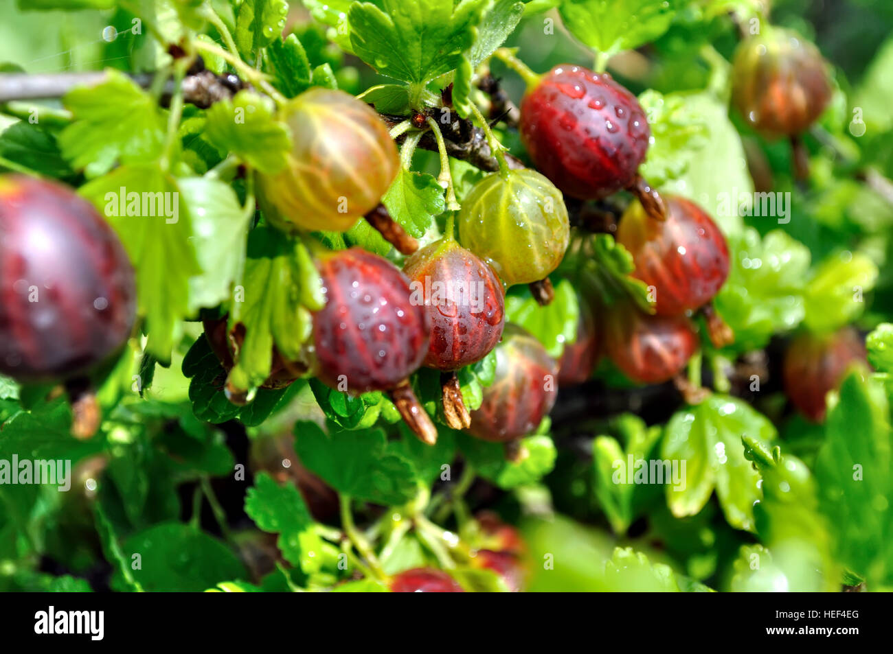 Branch of gooseberries hi-res stock photography and images - Alamy