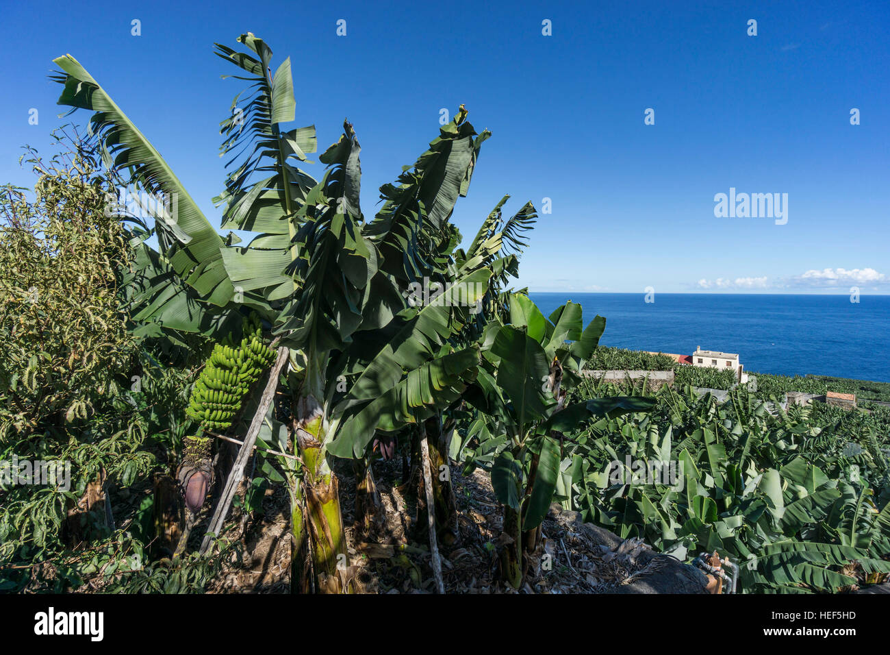 Banana plantation at la palma hires stock photography and images Alamy