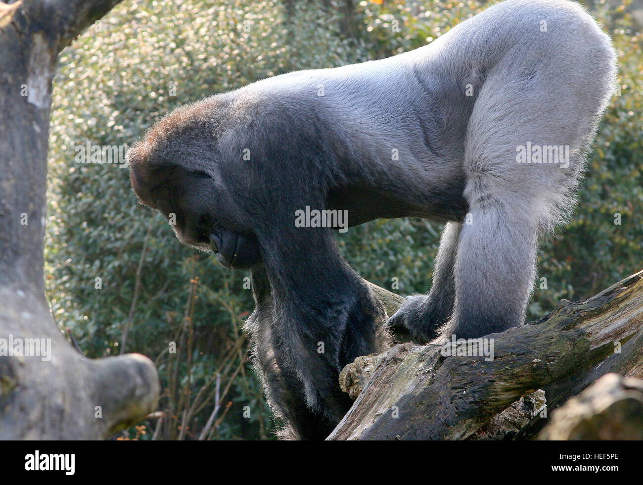 Bokito, the notorious silverback  Western lowland gorilla at Rotterdam Blijdorp  zoo, The Netherlands Stock Photo