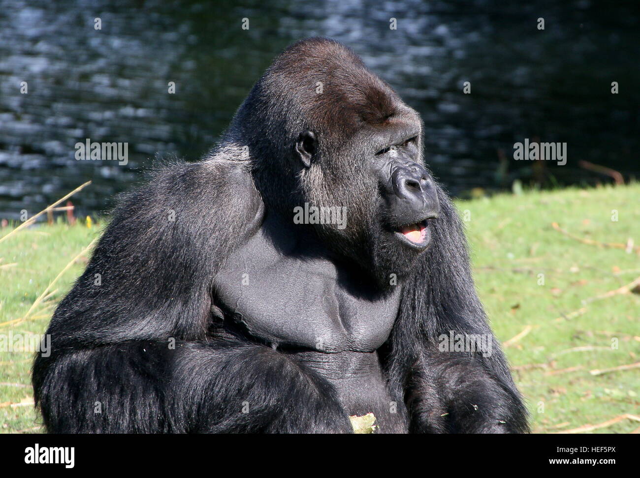 Silverback male  Western lowland gorilla near a lake Stock Photo