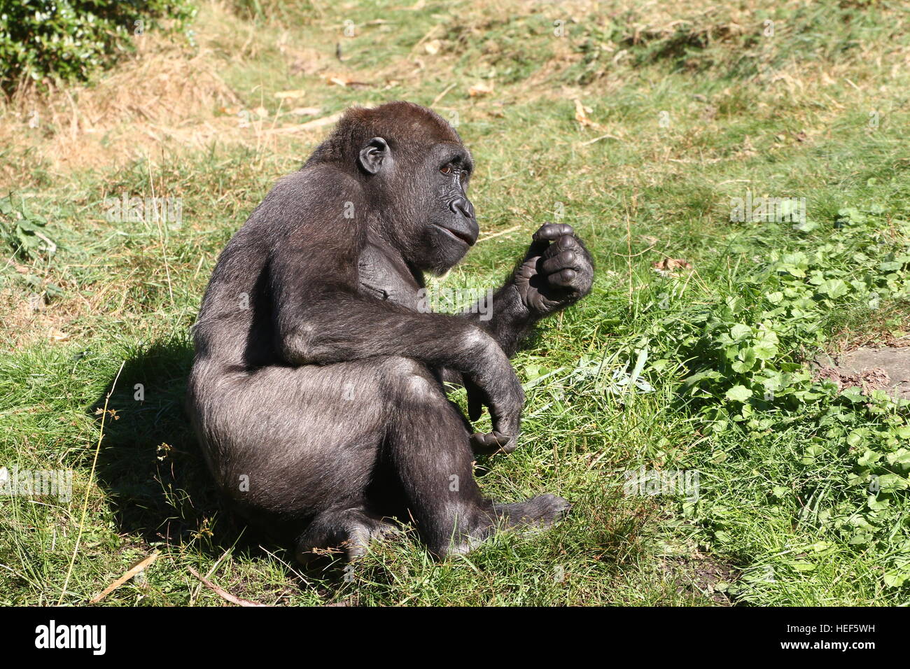 Relaxed male  Western lowland gorilla reclining in the grass Stock Photo
