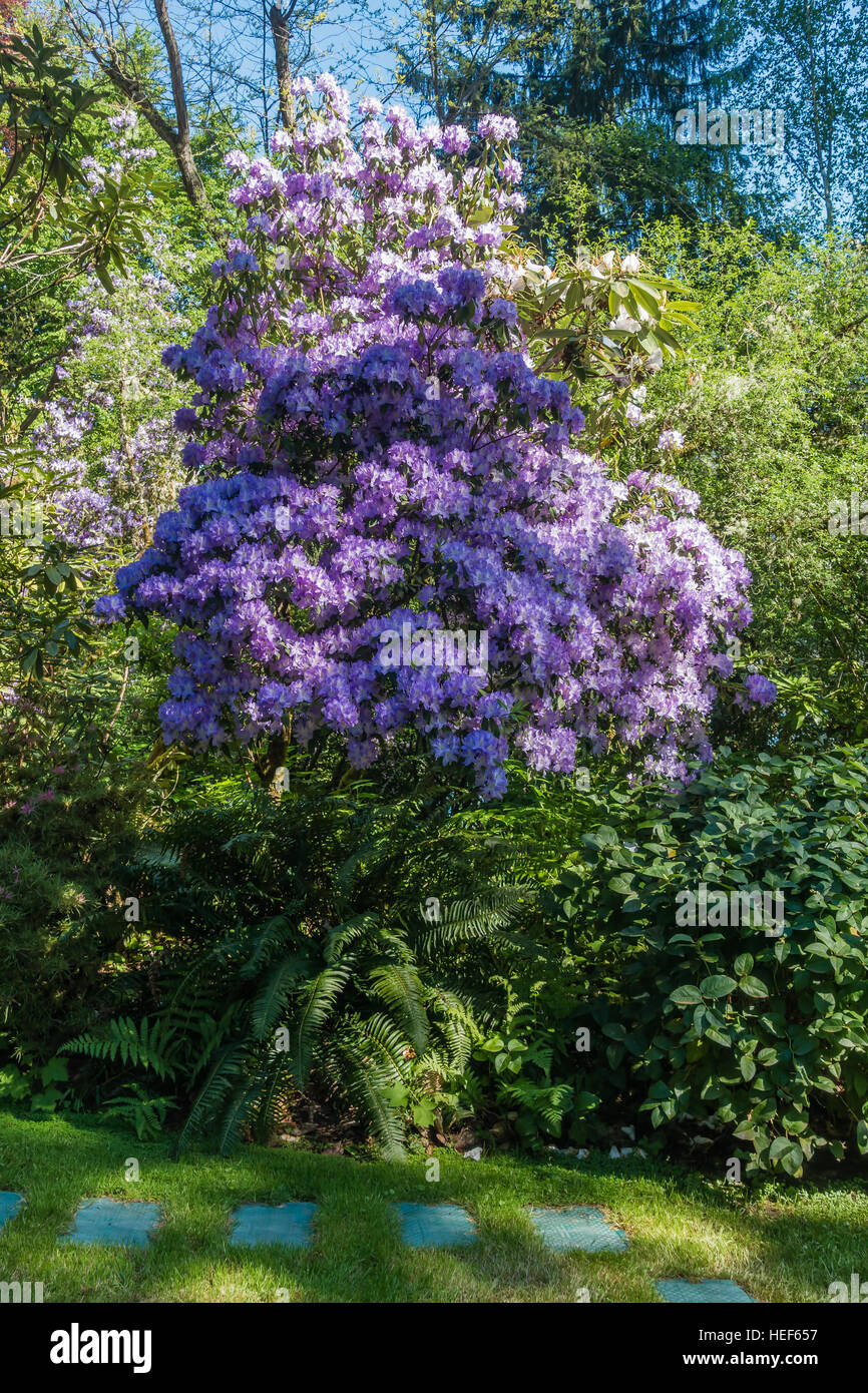 Giant purple Rhododendron. The Washington State flower Stock Photo Alamy