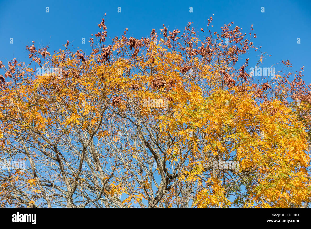 Golden autumn leaves against a blue sky hi-res stock photography and ...