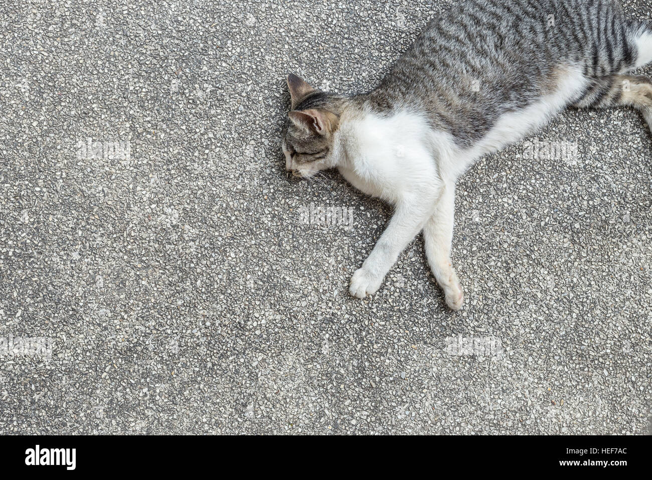 A grey and white cat sleeping on the ground Stock Photo - Alamy