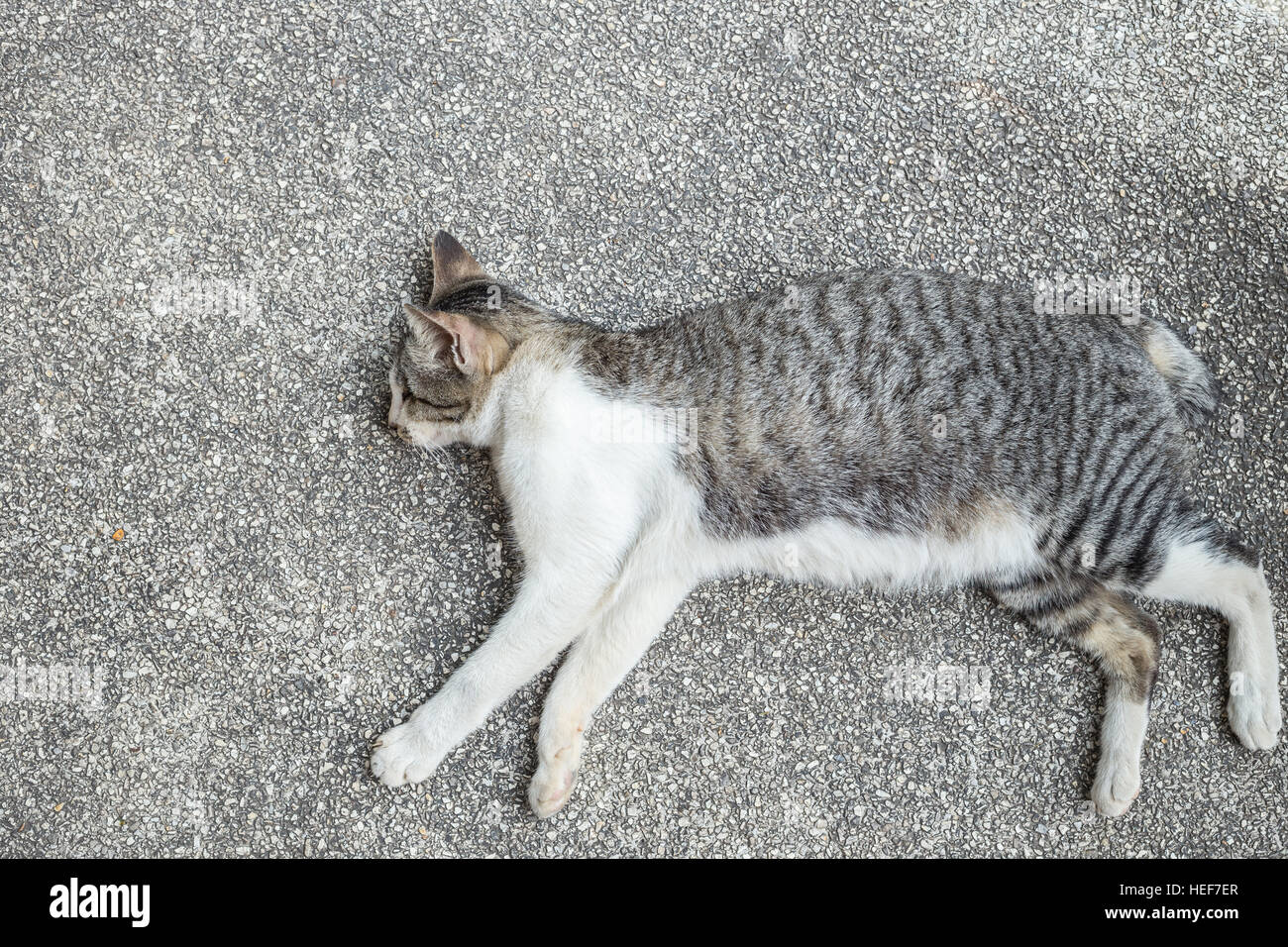 A grey and white cat sleeping on the ground Stock Photo - Alamy