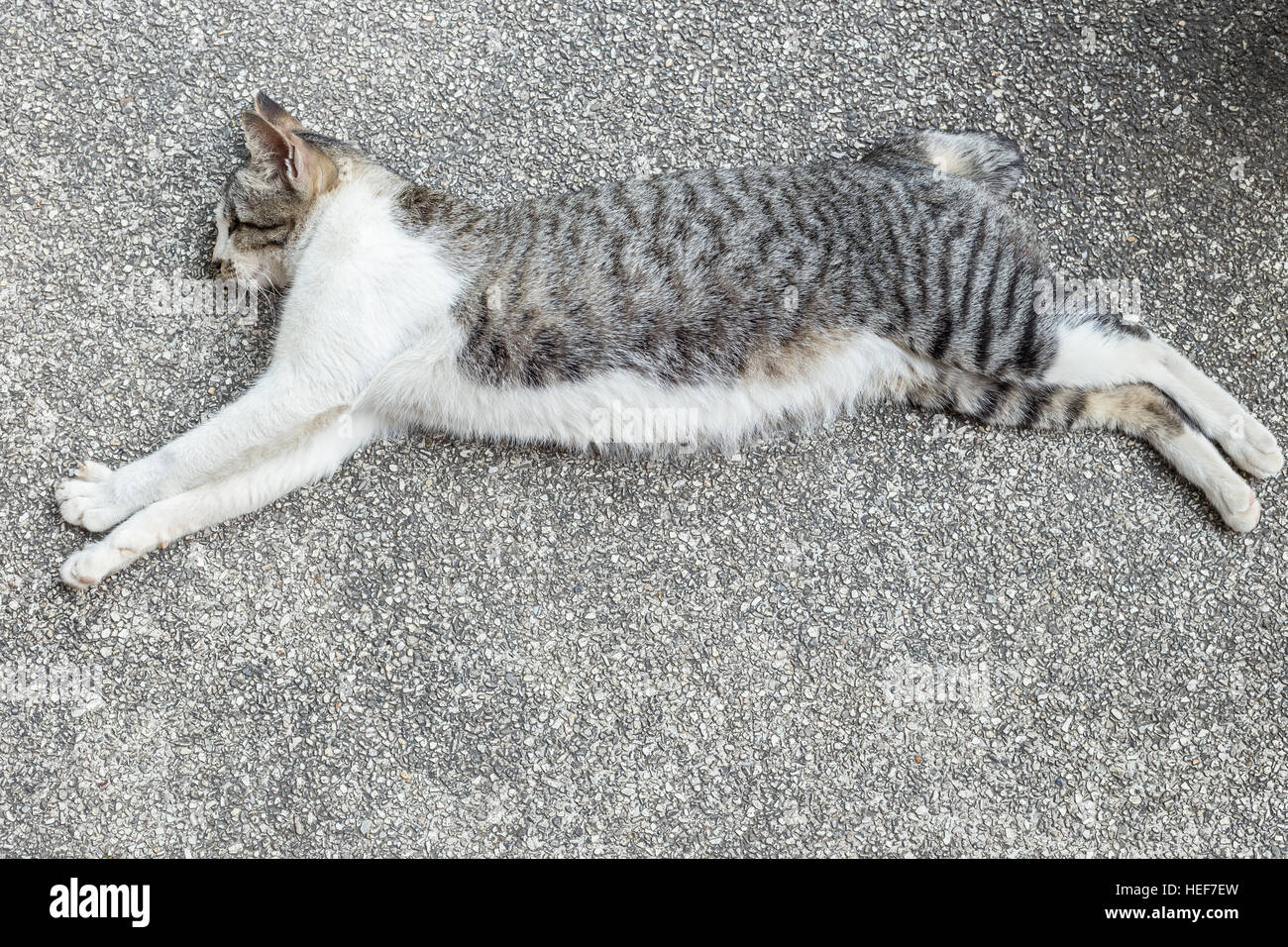 A grey and white cat sleeping on the ground Stock Photo - Alamy