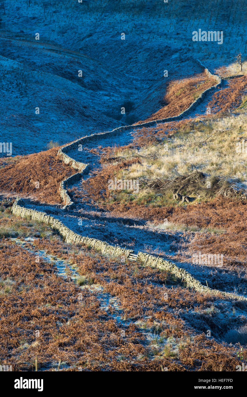 Dry stone wall going up the side of a mountain in the frosty afternoon sunlight. Scottish borders. Scotland Stock Photo