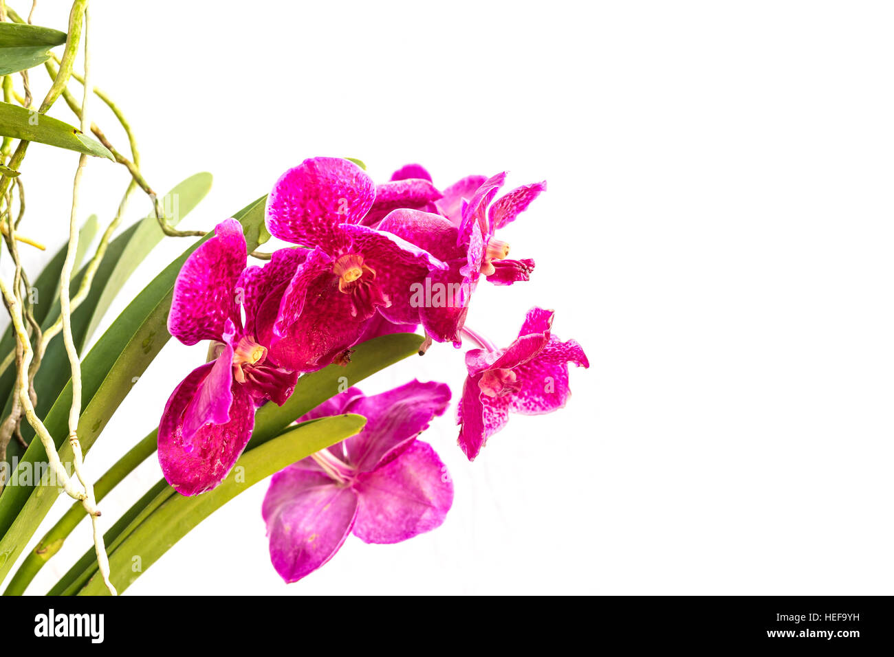 Close up pink orchid isolated on white background Stock Photo - Alamy
