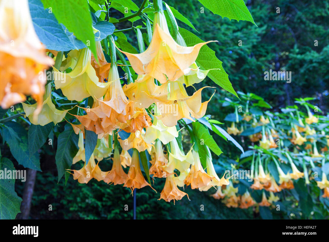 A display of an Angels Trumpet (Brugmansia) shrub at Butchart Gardens near Victoria Vancouver Island British Columbia, Canada Stock Photo