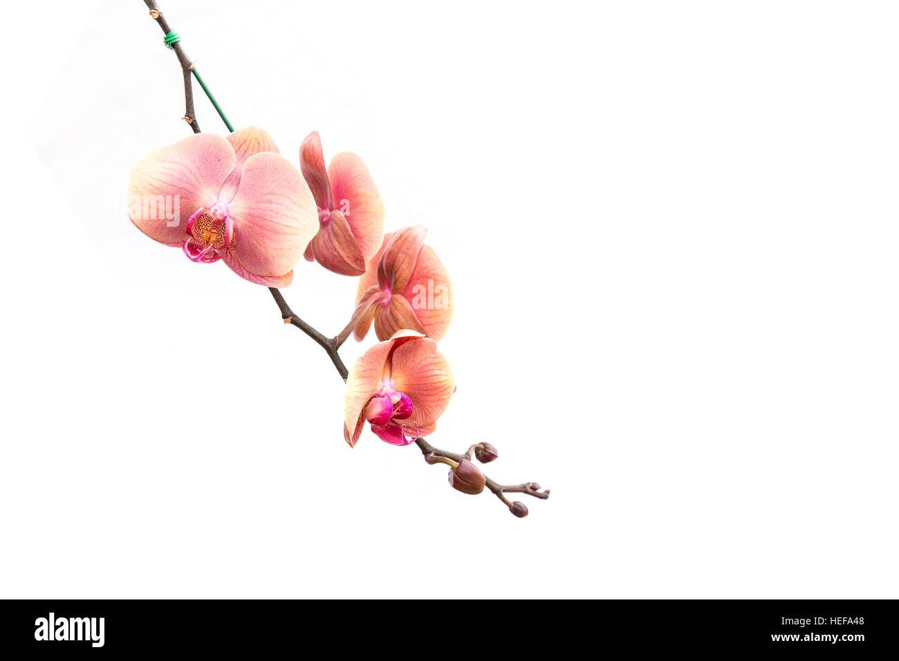 Close up pink orchid isolated on white background Stock Photo - Alamy