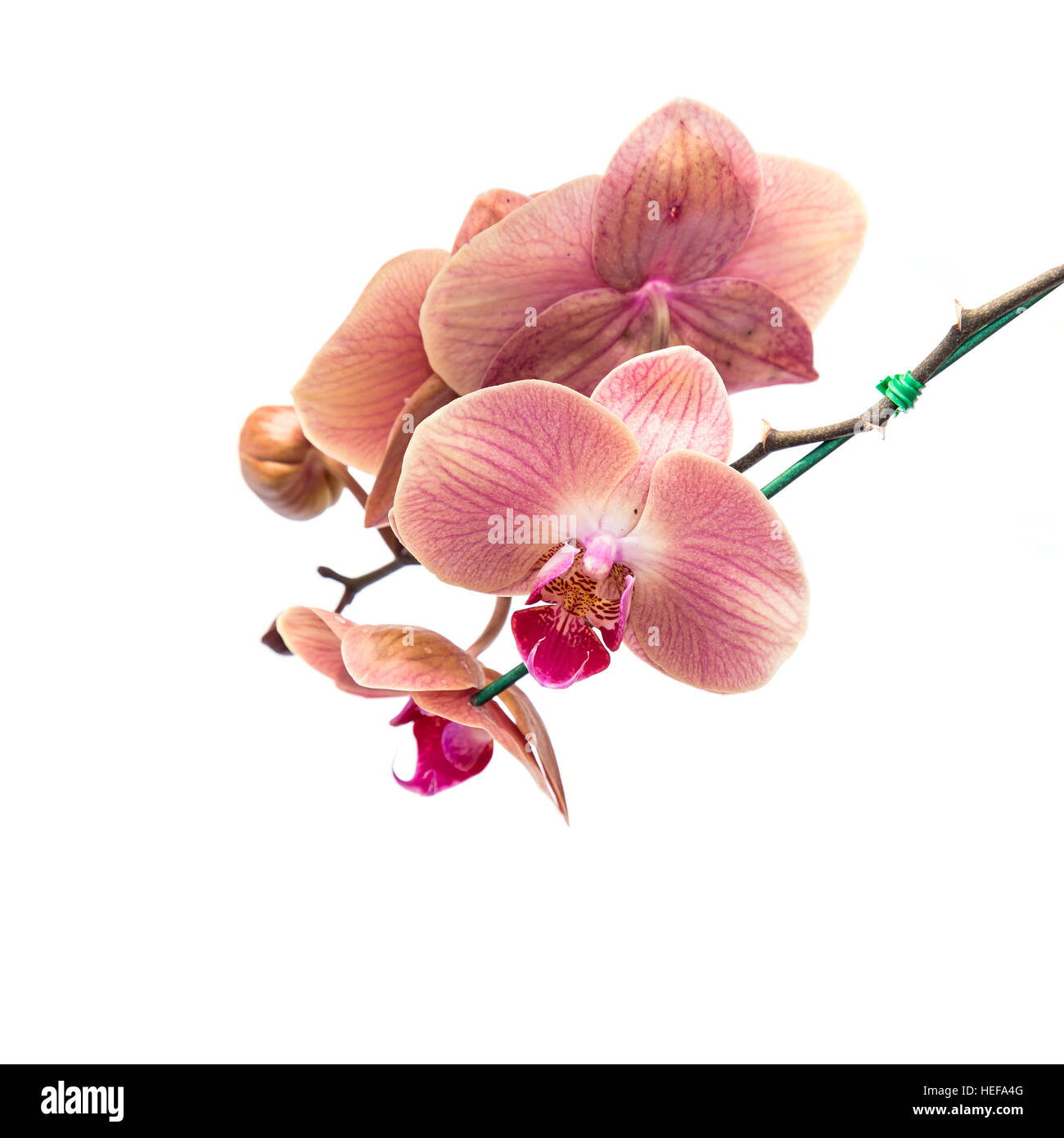 Close up pink orchid isolated on white background Stock Photo - Alamy