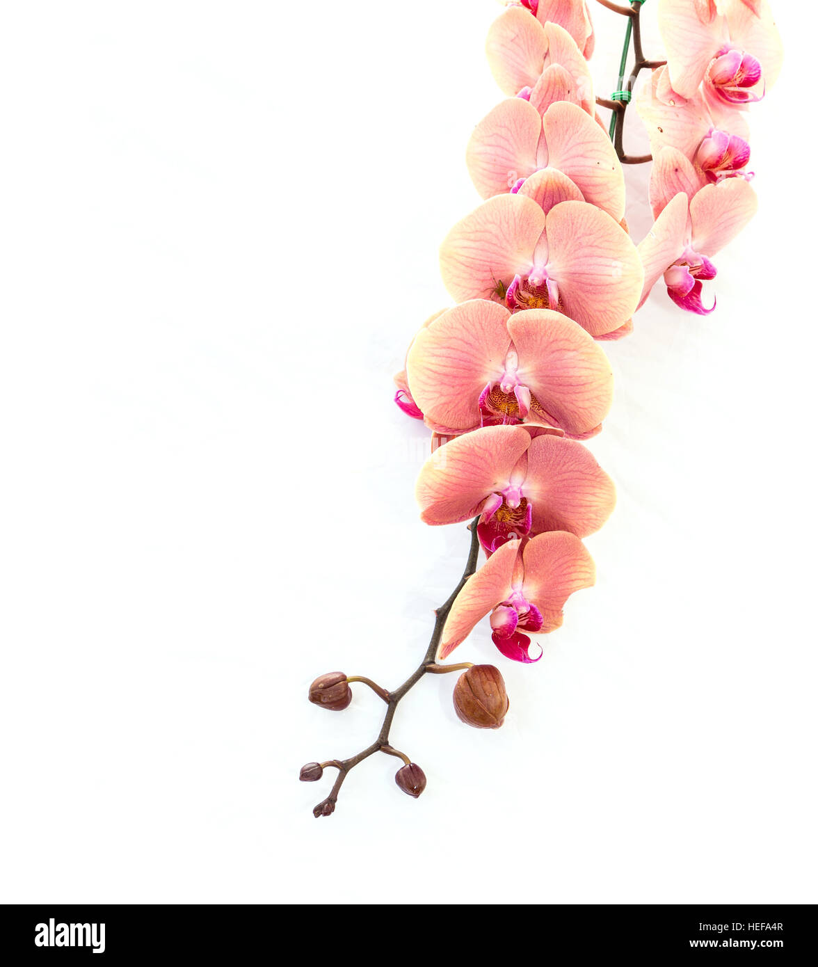 Close up pink orchid isolated on white background Stock Photo - Alamy