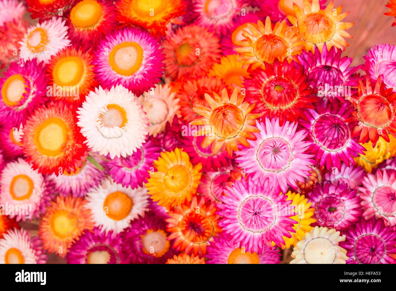 Colourful of paper flower for texture and background Stock Photo - Alamy