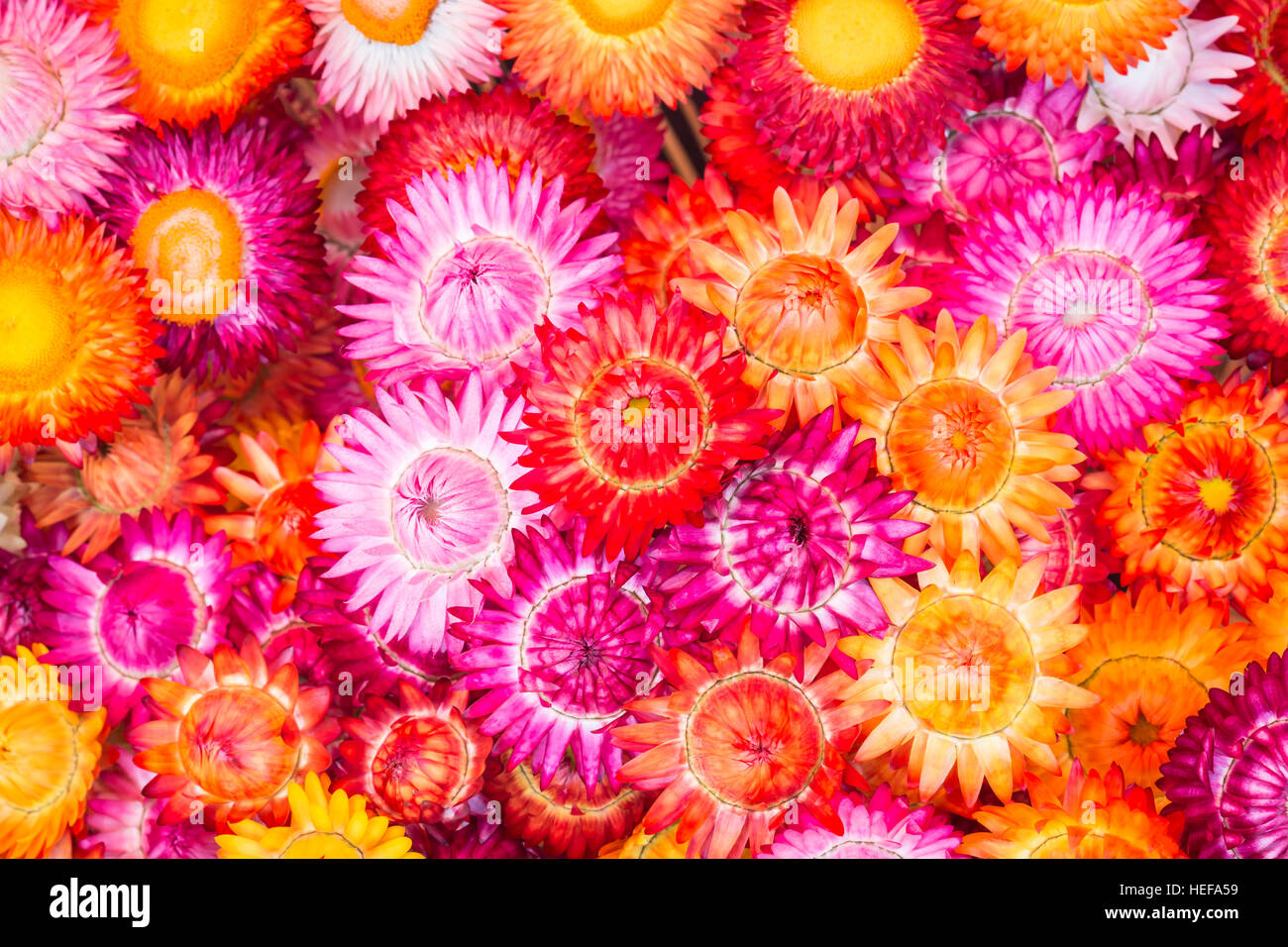 Colourful of paper flower for texture and background Stock Photo - Alamy