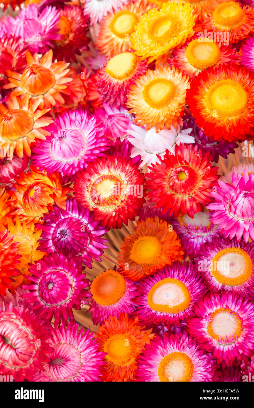 Colourful of paper flower for texture and background Stock Photo - Alamy
