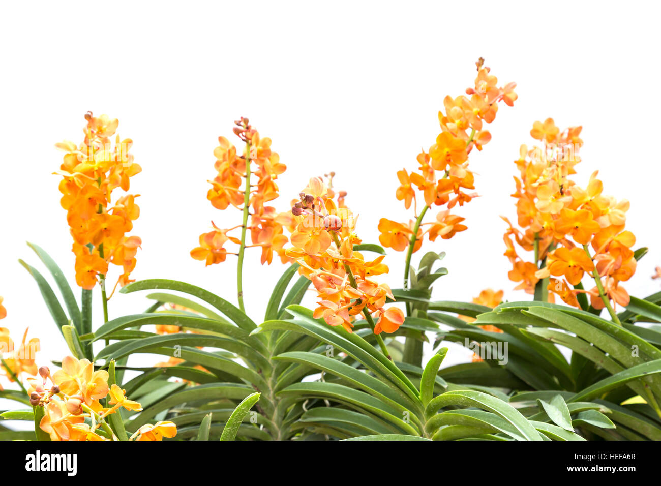 Close up orange orchid isolated on white background Stock Photo - Alamy